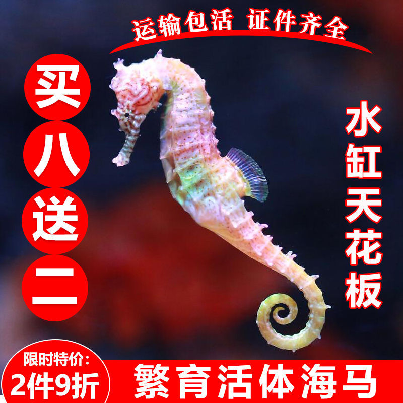 Легко разводить живую рыбу и морских коньков, цветные декоративные морские коньки, живая размножение морских коньков