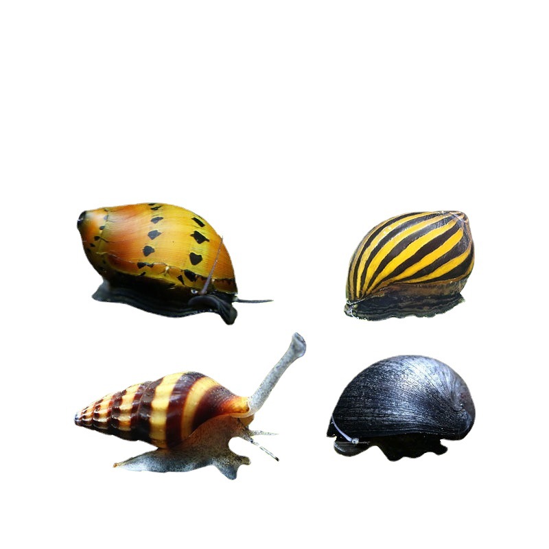 Algae-Removing Snail, Black Diamond Snail Killer, Malay Onion Snail, Zebra Snail, Watermelon Snail, Bee Snail, Algae Removal Cleaning Wholesale Pet