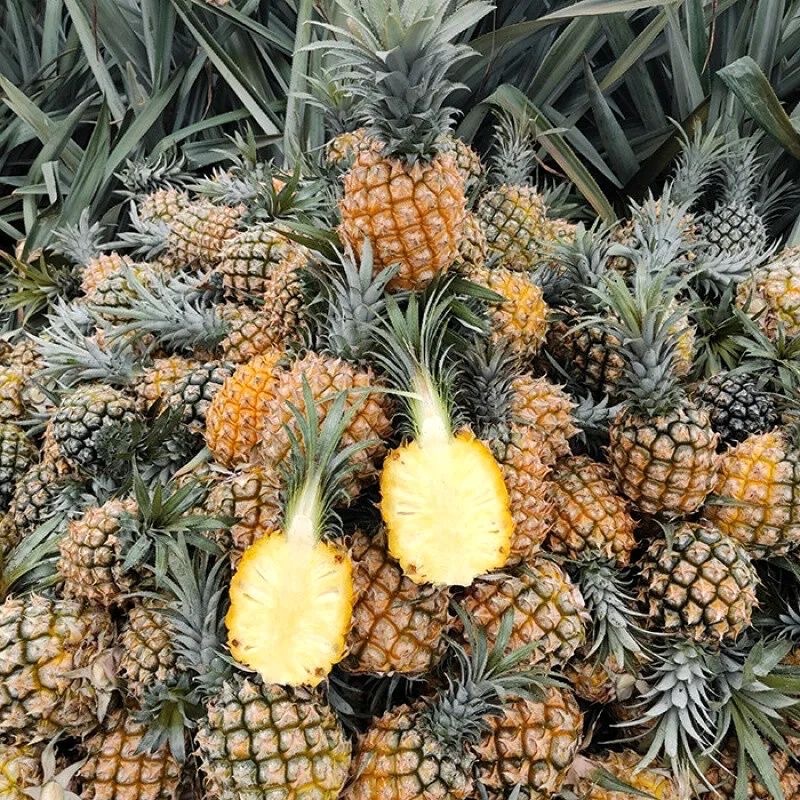 Yunnan Perfume Pineapple 4.5kg Whole Box Fruit 10 Free Shipping Wholesale 5 Non-Taiwanese Hainan Golden Diamond Pineapple Yunnan Specialty