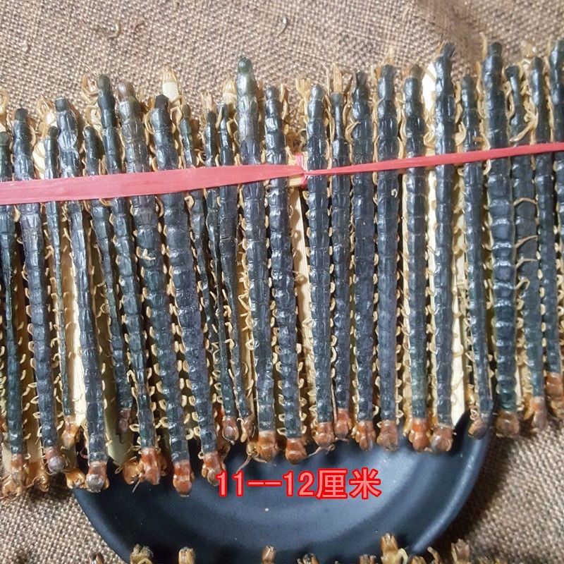 Henan Hubei Centipede Dried Centipede Red-Headed Centipede Various Specifications Centipede 10cm 15cm 18cm Zi