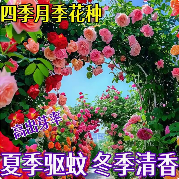 Climbing Rose Flower Seeds Bloom in All Seasons and Are Easy to Grow. Climbing Plant Seeds Double-Petaled Courtyard Balcony Flower Seeds