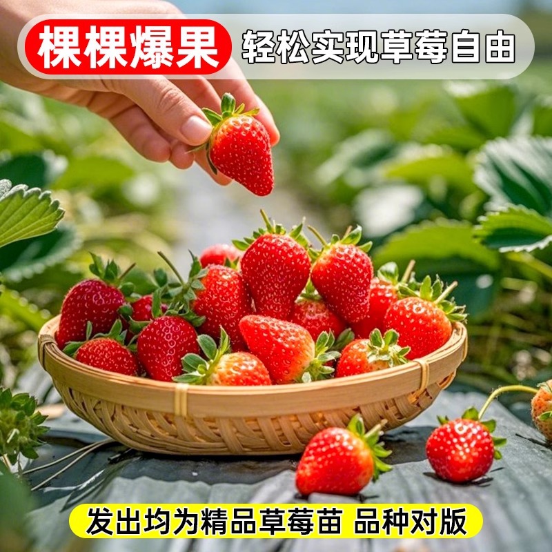 Spring Super Big Dandong 99 Strawberry Seedlings Potted Giant Xuanyu Cream Strawberry Seedlings New Seedlings Original Soil Original Pot