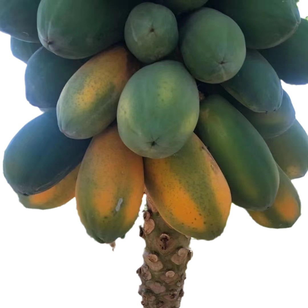 [Tree Cooked Leizhou Candy Red Heart Papaya] Old Tree Fruit Sweet Silky Soft Waxy 4.00kg Fresh Fruit
