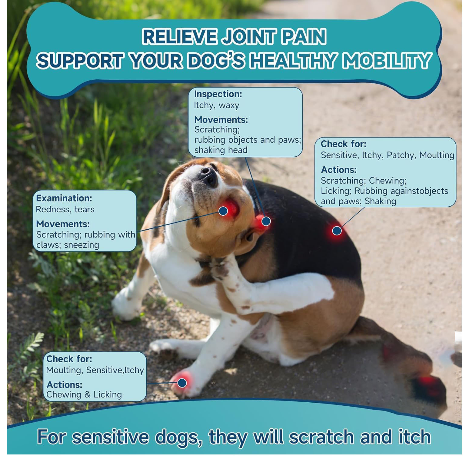 Amazon's Best-Selling Pet Calming Chewable Tablets Relieve Dog Stress and Promote Skin and Hair Growth Health Care Products