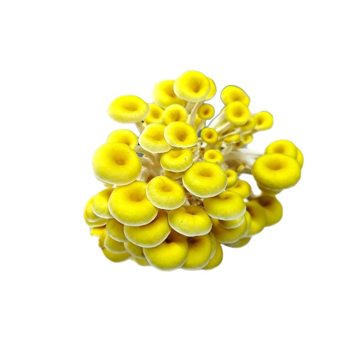 Elm Yellow Mushroom Golden Mushroom Strain Chanterelle Oyster Mushroom Mushroom Package Phoenix Tail Mushroom Mushroom Package Mushroom Package Factory Direct Sales