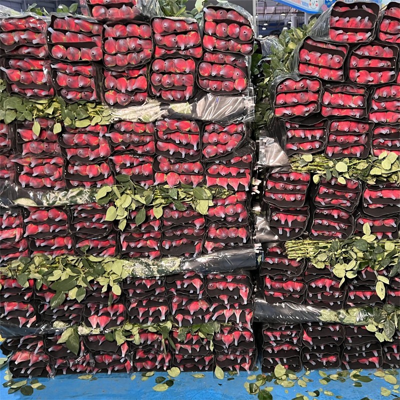 Red Roses Yunnan Flowers Wholesale Wedding Chinese Valentine's Day Teacher's Day Flowers Wholesale Fresh Cut Flowers Gifts