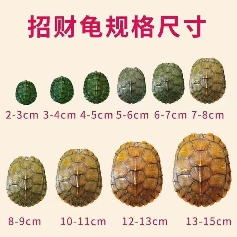 Factory wholesale Brazilian tortoise small turtle living creature ornamental pet turtle big turtle water turtle red ear turtle gold Brazilian tortoise
