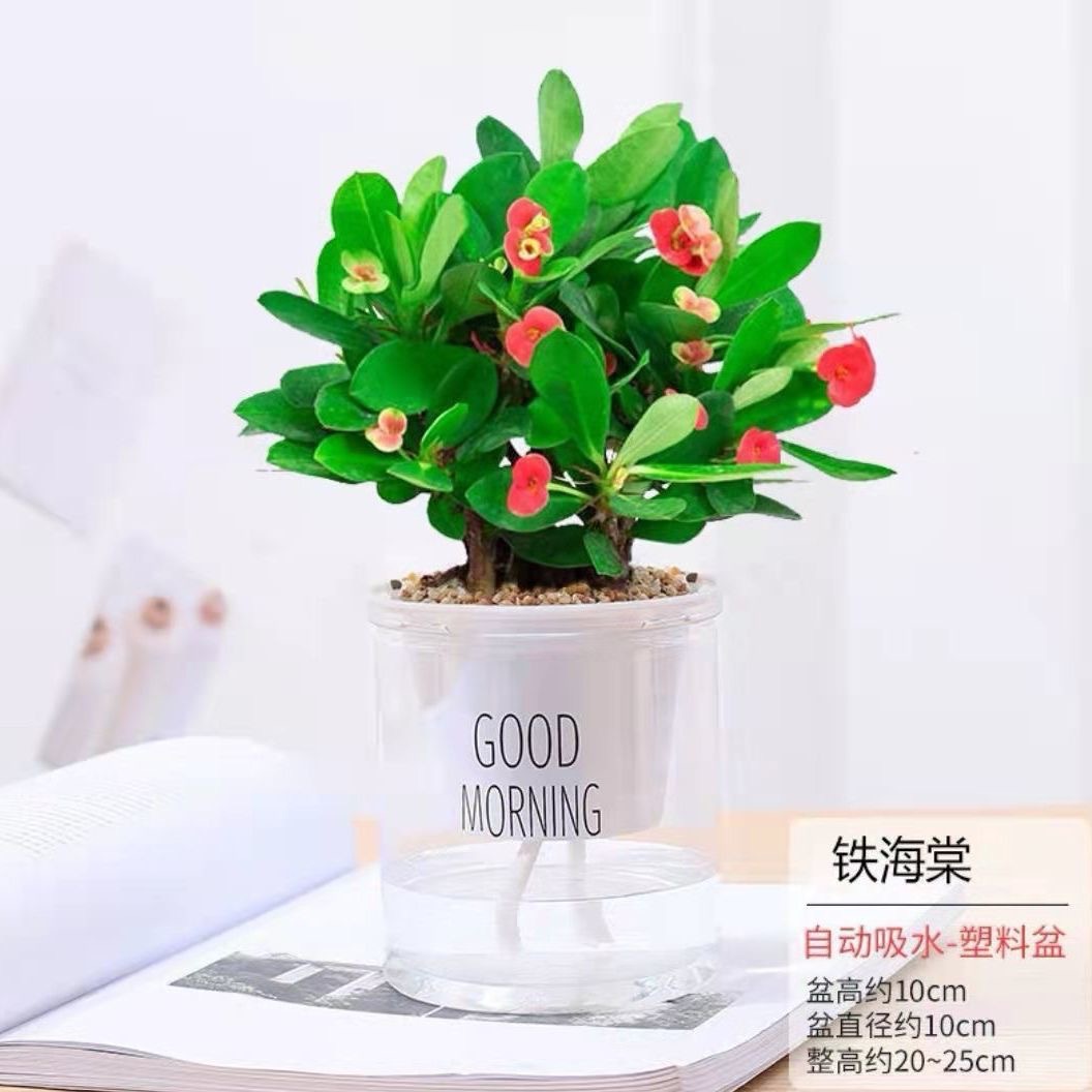 Green dill rich tree asparagus fleshy flower potted plant indoor mint rich bamboo hydroponic small green plant to feed well