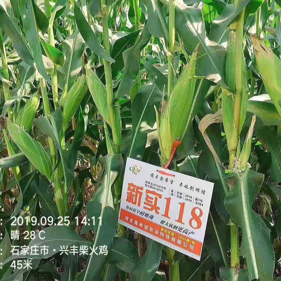 Белая ось Новые Реальные 118 семена кукурузы общие сельскохозяйственные смешанные семена