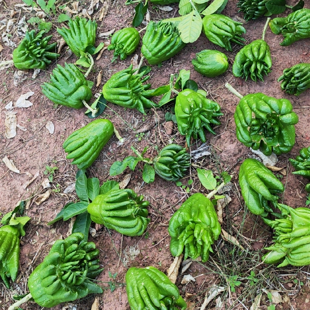 Yunnan Bergamot Tribute Fragrance Alpine Bergamot Extra Large Fruit Non-Jinhua Bergamot Fragrance with Branch Hydroponic Offering