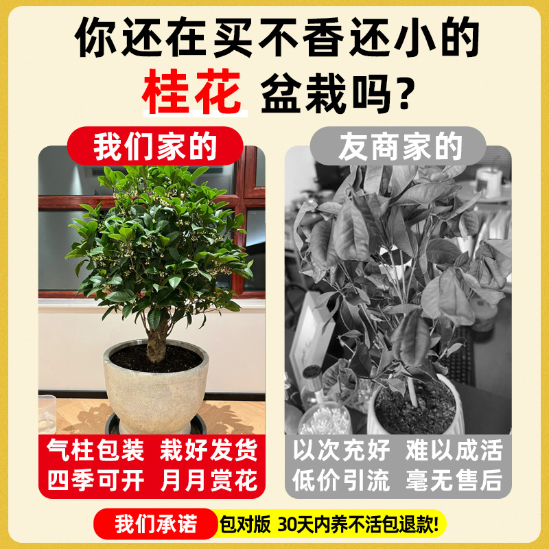 Osmanthus Saplings, Extra Large August Osmanthus, Golden Osmanthus, Greening Potted Plants, Courtyard Houses, Four-Season Osmanthus Plants, Four-Season Florals