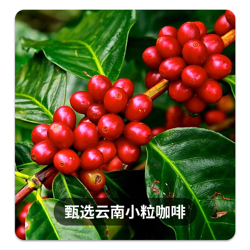 Hanging Ear Coffee Yunnan Small Capsules Coffee American Black Coffee Refreshing Sucrose-Free Company Opening Promotion Can Be Customized with Logo