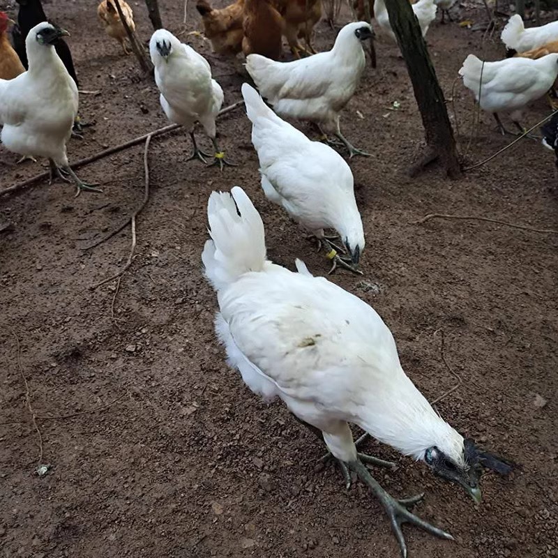 Zhejiang Jiangshan White-Feathered Black-Bone Chicken, a Famous Chicken Breed from Zhejiang Province, Live Chickens, Breeding Chickens, Wild Chickens, White-Feathered Chickens, Can Be Hatched and Kept Warm