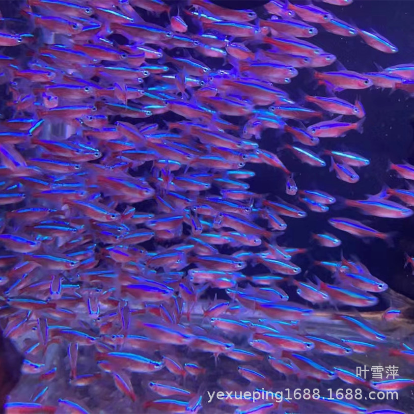 Baolian lantern fish living tropical fish ornamental fish and grass tank group swimming fish lantern fish tropical fish ornamental fish wholesale