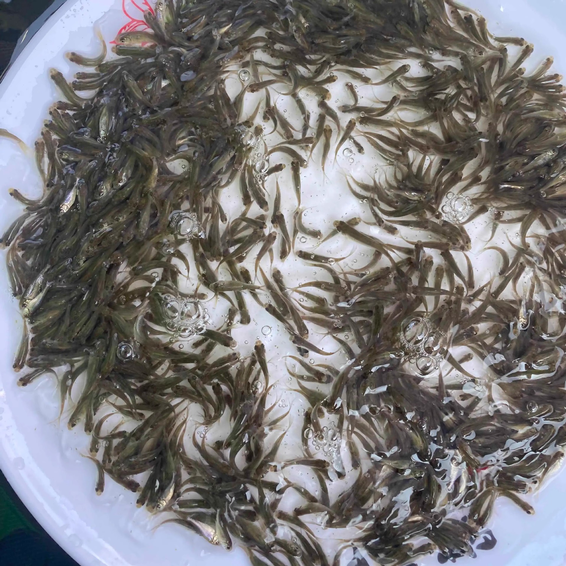 Feed Fish Fresh Feeding Release Fishing Arowana Live Bait Turtle Feed Crucian Carp Breeding Freshwater Ornamental Fish Fishing