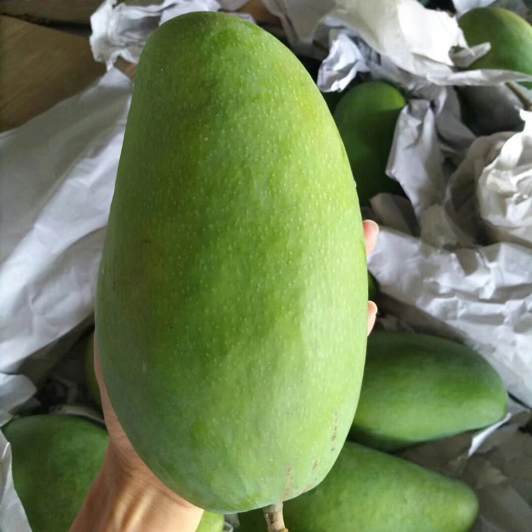 Vietnamese Large Green Mango, Large Golden Mango, Extra-Large Mango, Fresh Seasonal Fruit Mango, Dropshipping Available