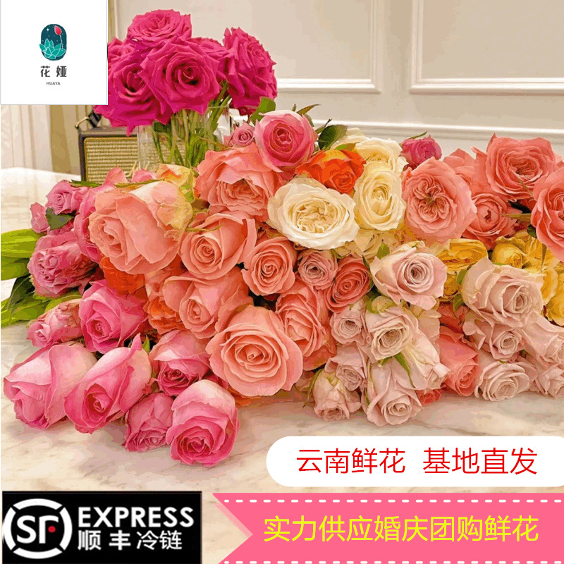 Оптовая продажа роз из Куньминга, свежесрезанные цветы для свадеб