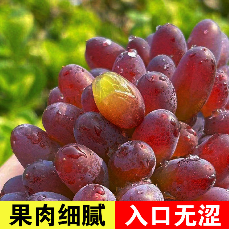 Freshly Picked Jasmine Grape Authentic Whole Box Seasonal Fresh Fruit for Pregnant Women Tulip Sweet Rose Fragrance Seedless Grapes