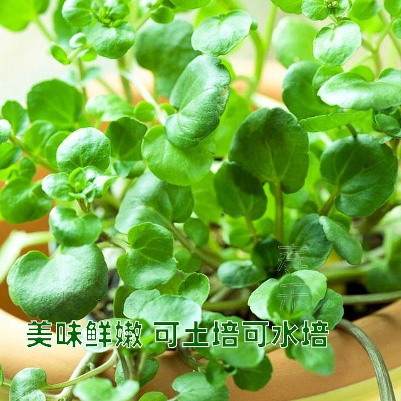 Семена кресса, четырехсезонные овощные семена, семена водяного горчицы, семена овощей в горшках, семена маленьких зеленых овощей