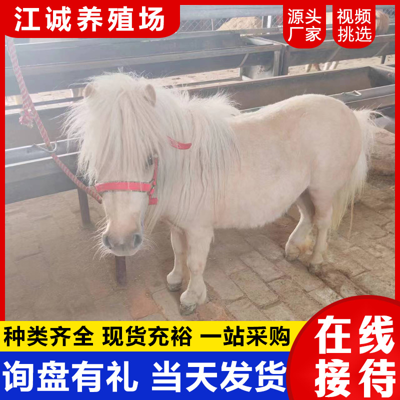 Декоративный пони, маленький, мирный, живой, ферма пони