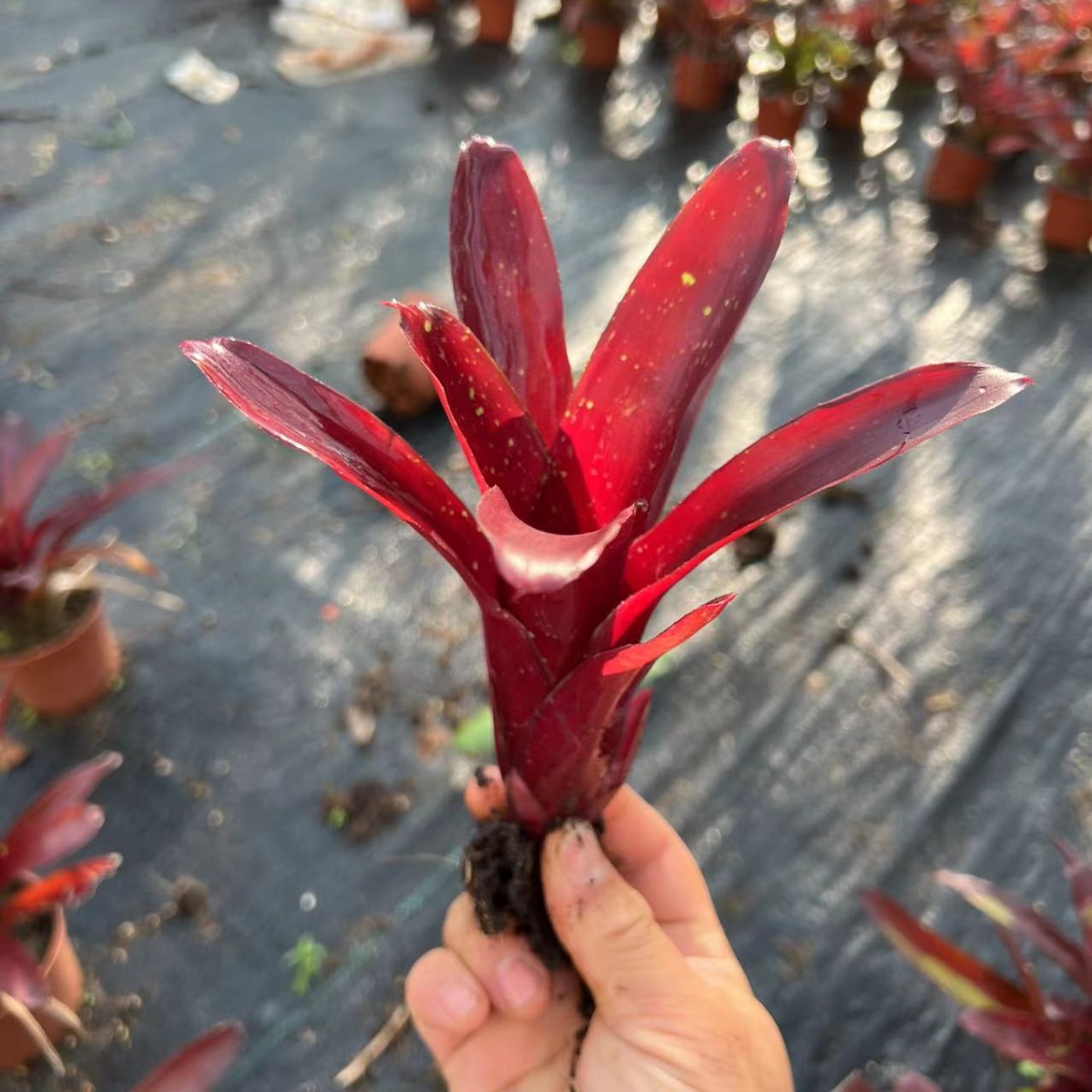 Water-Filled Pineapple Ji Pineapple Mini Small Group Rainforest Water and Land Ecological Tank Landscaping Water-Filled Pineapple Wholesale