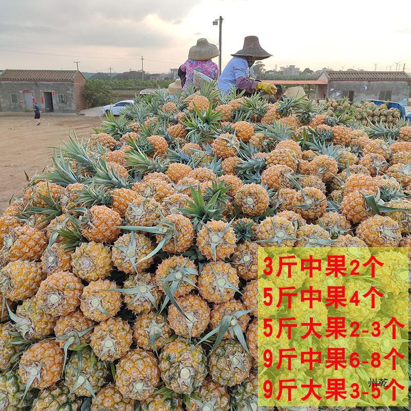 Guangdong Xuwen Pineapple Fruit 5.00kg Seasonal Perfume Pineapple Fresh Pineapple Zhanjiang Small Pineapple Non-Yunnan Whole Box