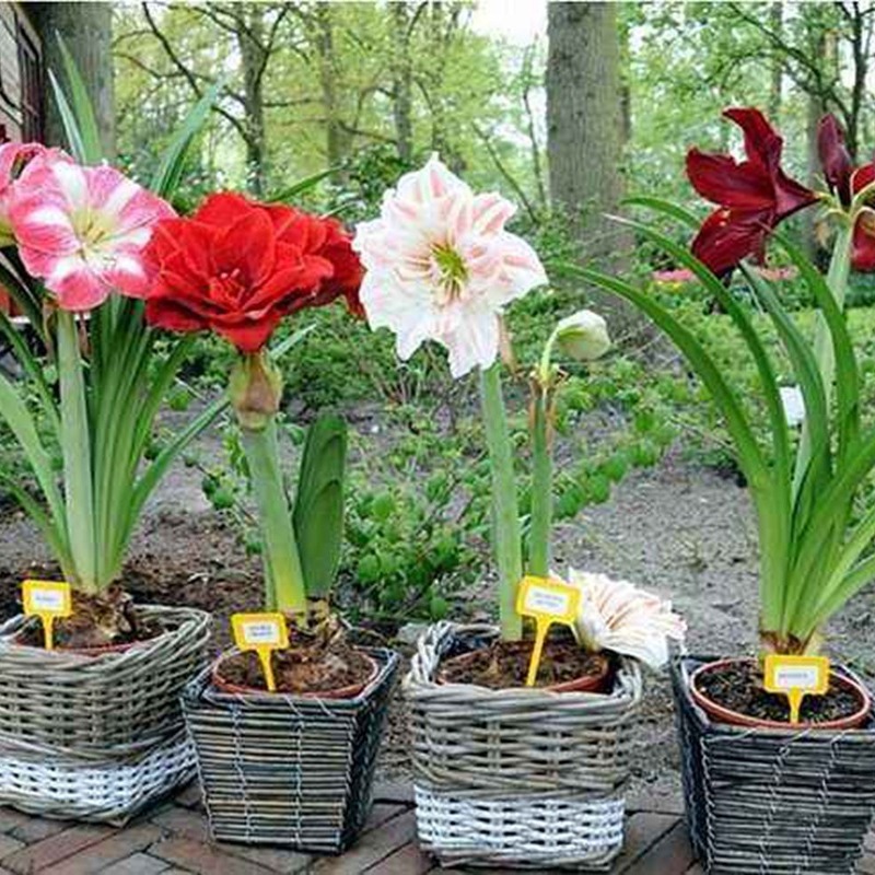 Amaryllis Bulb Soil Zhu Imported Double-Petaled Large Amaryllis Multi-Color Blooming in All Seasons and Easy to Grow Amaryllis in Balcony and Courtyard