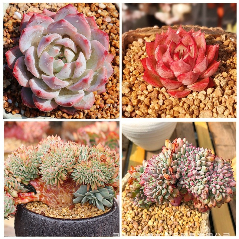 Golden Medical Stone Water Treatment Filter Succulent Paving Nutrient Soil Potted Gardening Planting Feed Soft Medical Stone