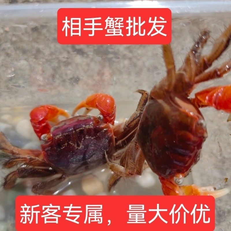 Краб-питомец, мелкий краб, декоративный краб, оптовая продажа