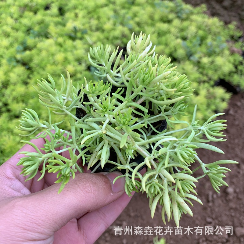 Buddha's Grass Potted Roof Greening Gold Leaf Buddha's Grass Landscape Plant Florals Evergreen Notoginseng Sedum Seedlings
