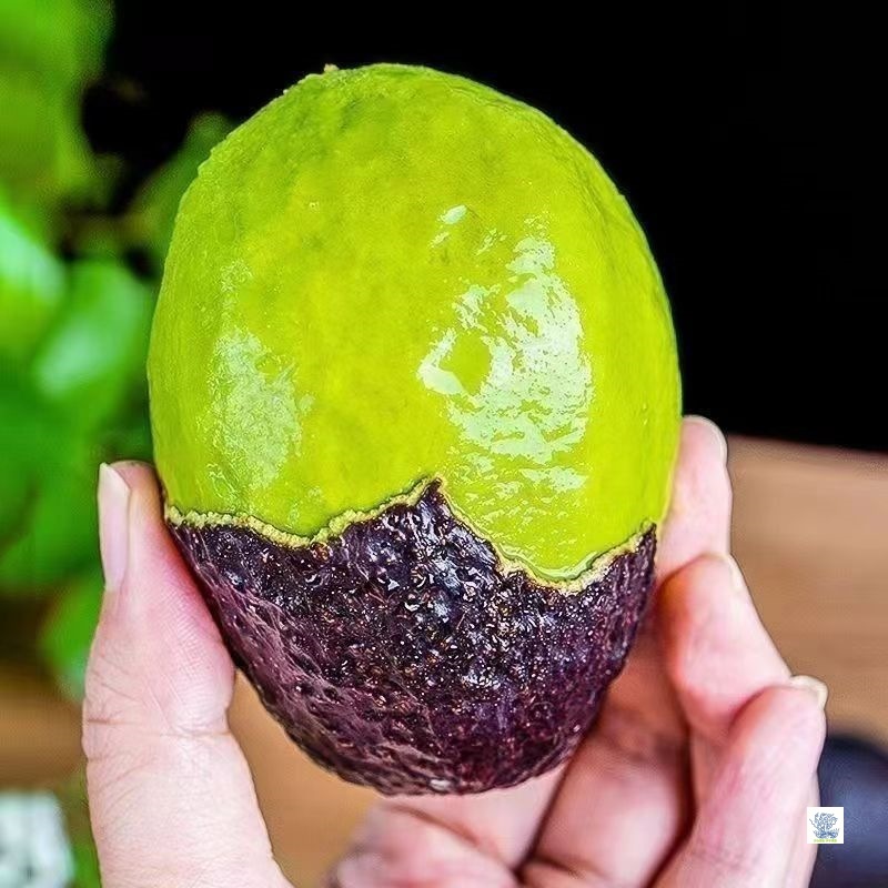 Selected Peruvian Imported Avocados, Fresh Seasonal Fruits, Fresh Fruit Avocados, Seasonal Rich Nutrition, Free Shipping for Pregnant Women