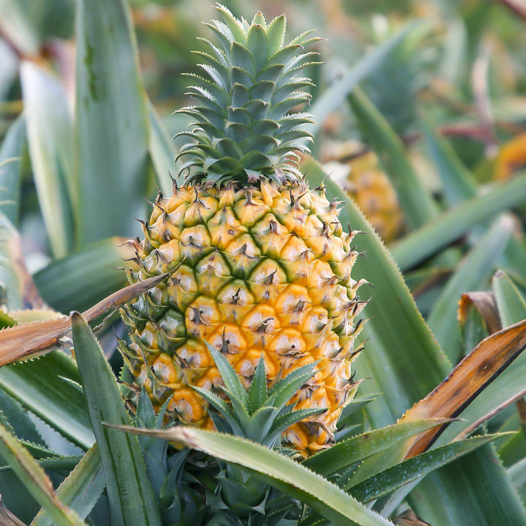 Fresh Hainan Golden Diamond Pineapple, Not Xuxin Pineapple, Hand-Torn, Whole Box, Dropshipping Available, Sweet and Juicy