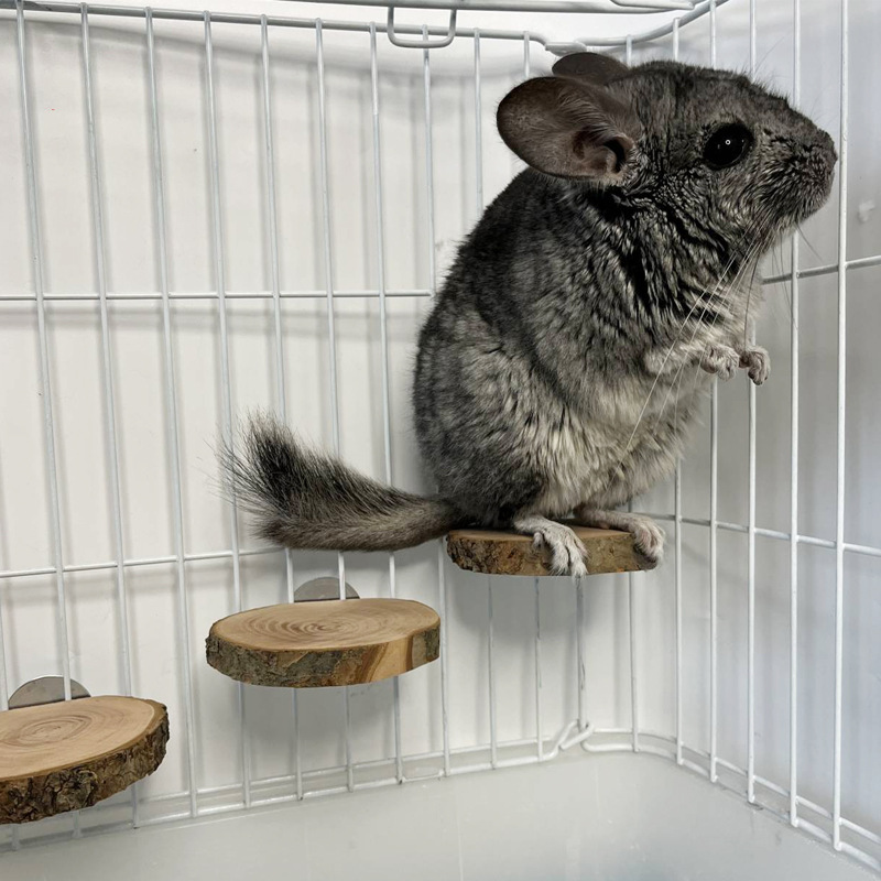 Drying apple wood platform Totoro molars toy squirrel platform hamster platform springboard solid wood ladder wholesale