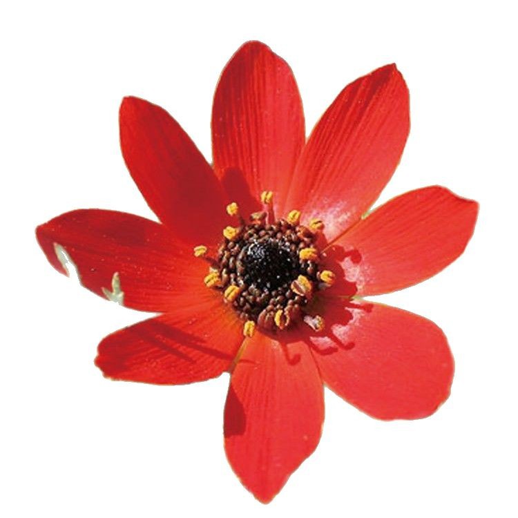 Short Pole Combination Four-Season Wildflower Combination Flower Seeds Cosmos Zinnia Flower Seeds Rural Flower Sea Scenic Area Florals