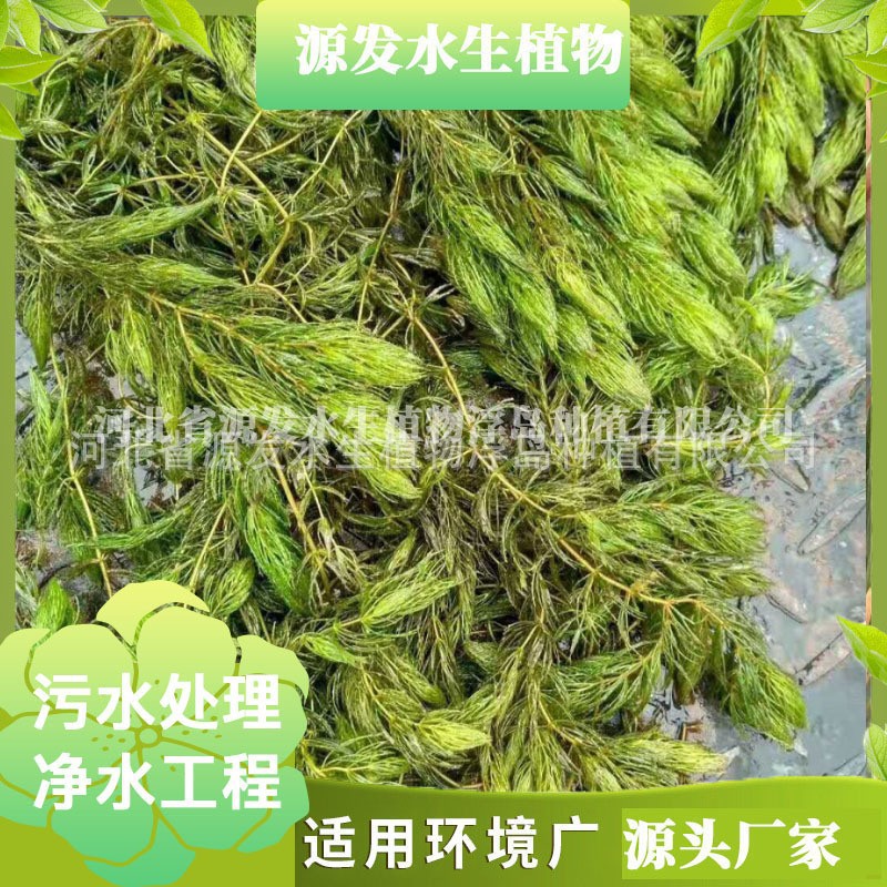 Wholesale Aquatic Plants, Water Hyacinth, Floating Plants, Water Purification, Water Hyacinth, Various Aquatic Plants