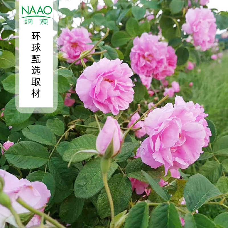 French Origin Chiba Rose Hydrosol Toner First Low Temperature Distillation Hydrating Moisturizing Flower Hydrosol in Stock