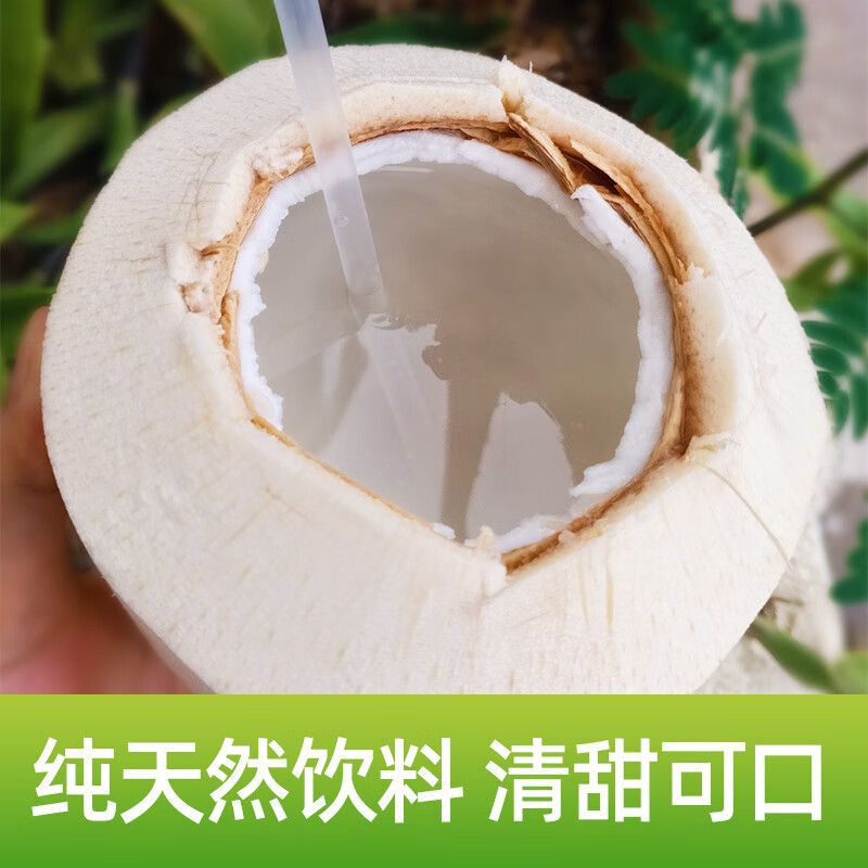 Hainan Coconut Green Big Fruit 4/6/9 Capsules Freshly Picked Seasonal Fresh Coconut Fruit Wholesale One Whole Box Source Factory Delivery