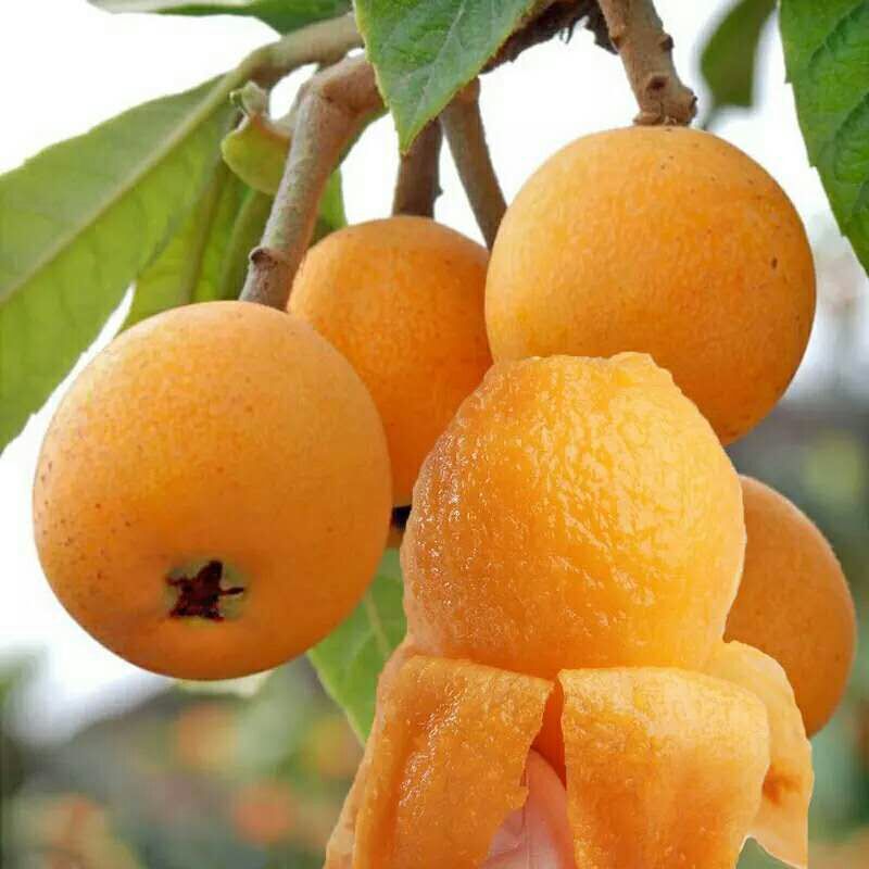 Authentic Sichuan Miyi Loquat Super Sweet Fresh Fruit Large Fruit Extra Large Five-Star Seasonal Fresh Fruit