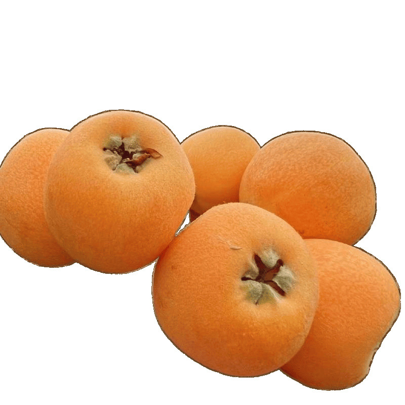 Yunnan Mengzi Loquat Fresh Net Weight for Pregnant Women, Large Fruits in Season, Freshly Picked and Shipped