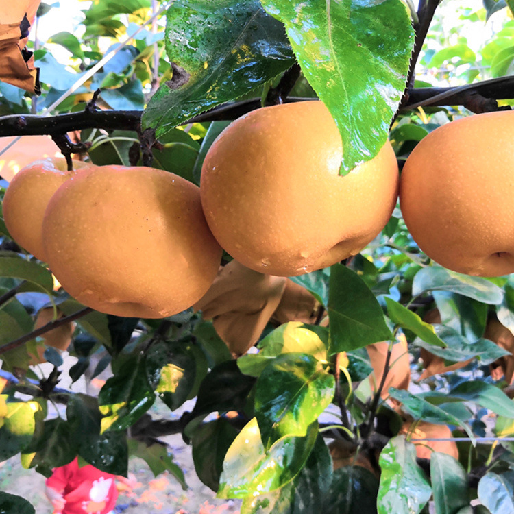 Autumn moon pear gift box a generation of Nanshui pear tall gift box fruit gift box honey pear Laiyang autumn moon pear