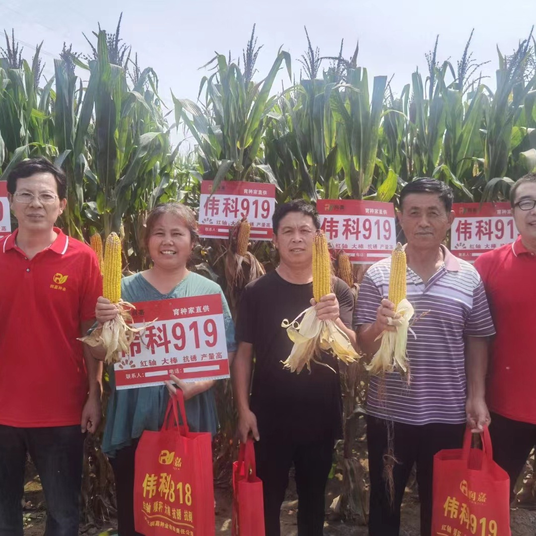 Wholesale Corn Seeds Weike 919 Grain Crop Corn Seeds Wholesale Large Concessions