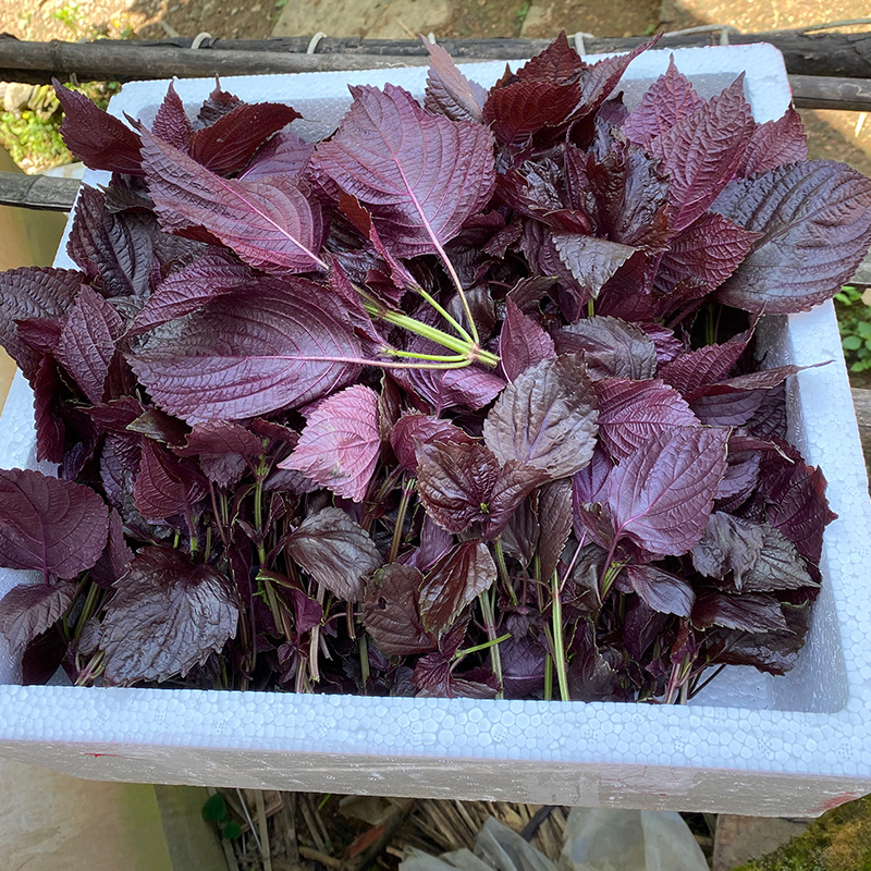 Premium Fresh Perilla Leaves Edible Hunan Farmhouse Perilla Restaurant Fish and Shrimp Deodorizing Double-Sided Purple Leaves