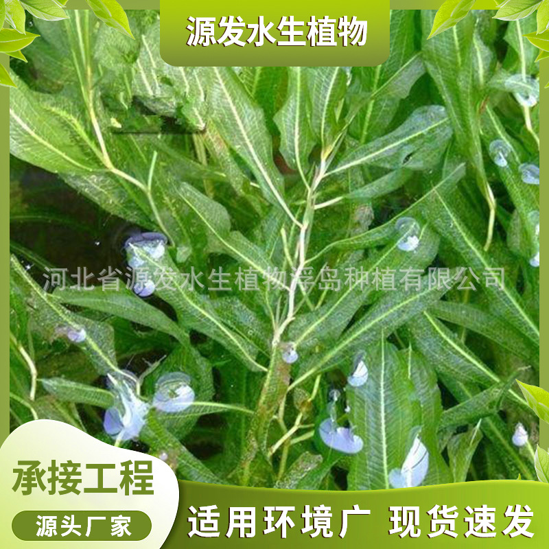 Оптовая продажа аквариумных растений, водяного гиацинта, плавающих растений, очистка воды, различные аквариумные растения