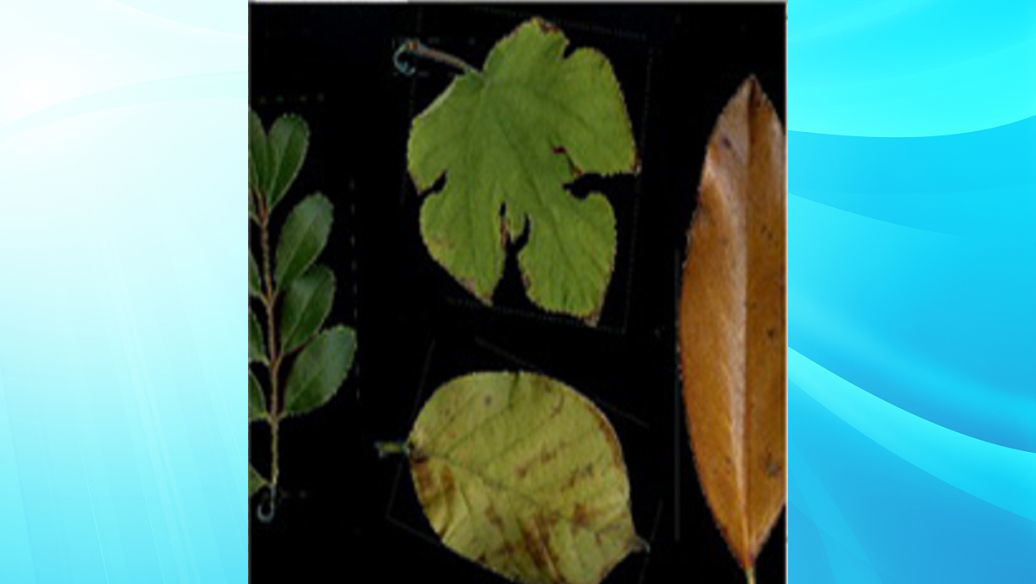 Plant Image Analysis System Model: DF-NHZL-LAS Library Number: D97372