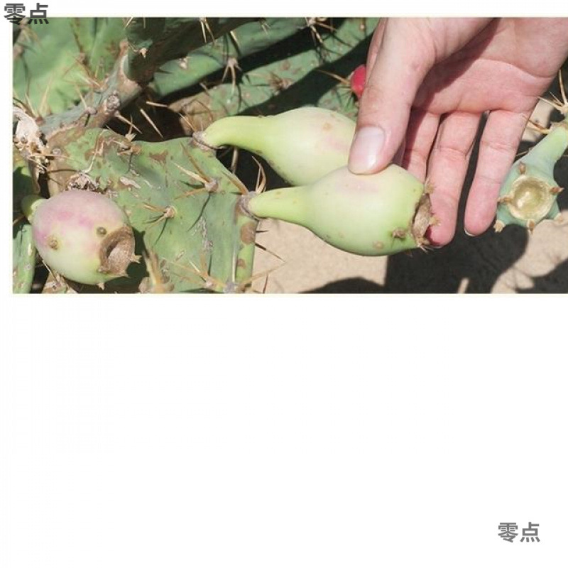 Fresh Fruits from Sanya, Hainan: Wild Cactus Fruit, Fairy Peach, 1.0kg /5 Dried Fruits, Freshly Picked and Sold