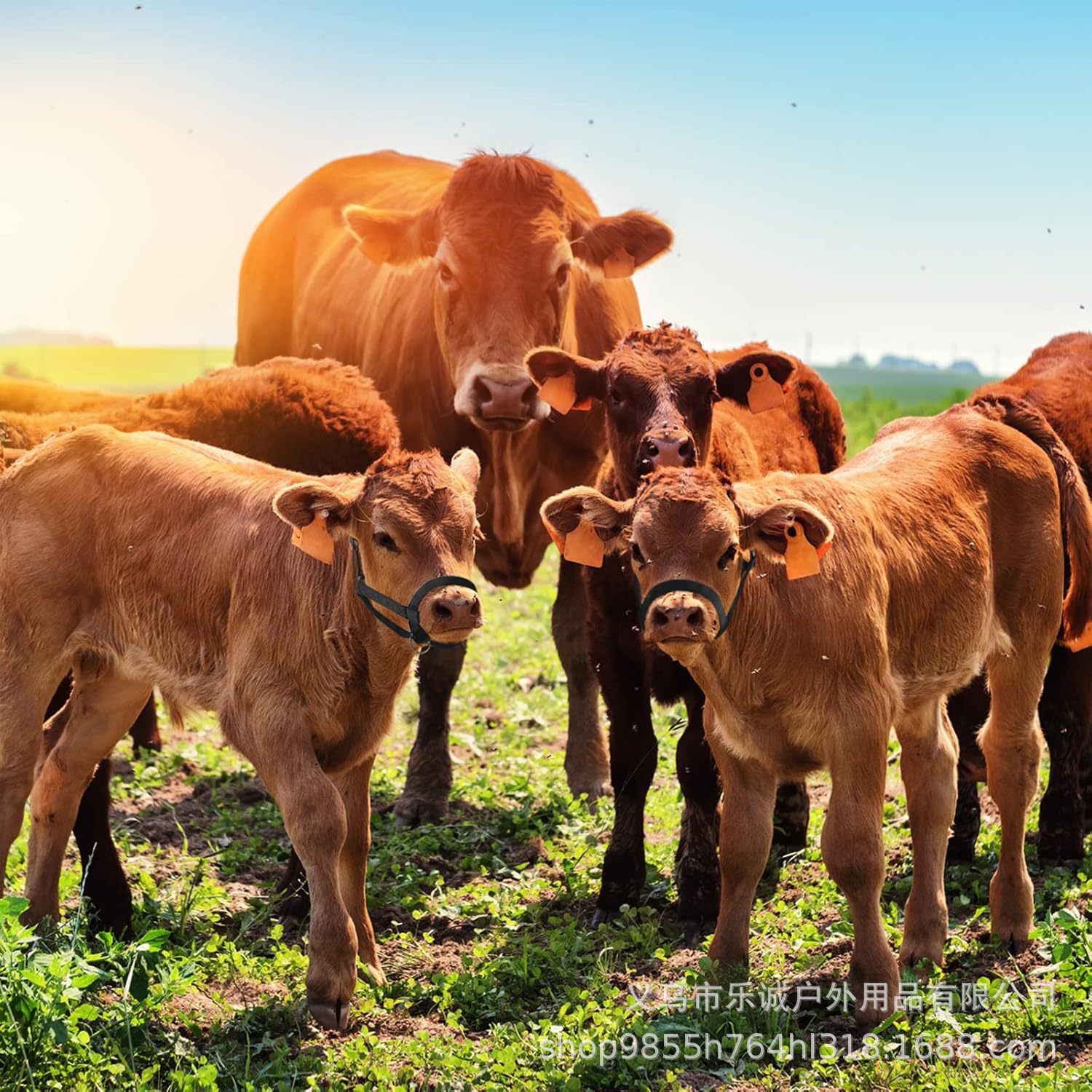 Equestrian Supplies Adjustable Cow and Horse Harness Cow and Horse Sling Traction Rope Amazon Cross-Border Dropshipping