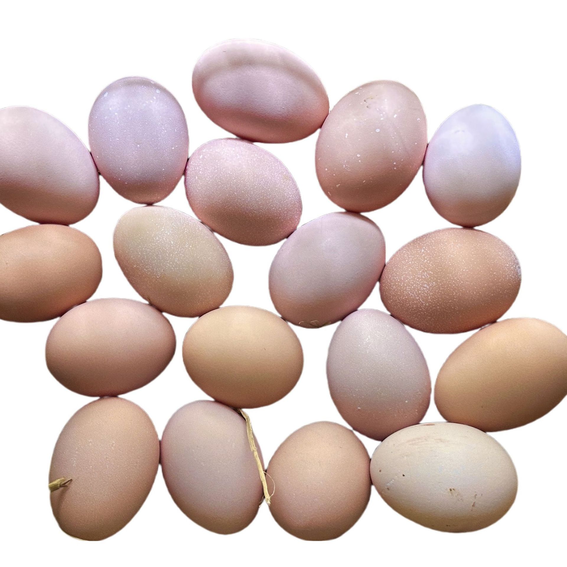 Fertilized Eggs of Zhejiang Jiangshan White-Feathered Black-Boned Chicken, Hatching Purebred First-Generation Five-Black High-Quality Eggs