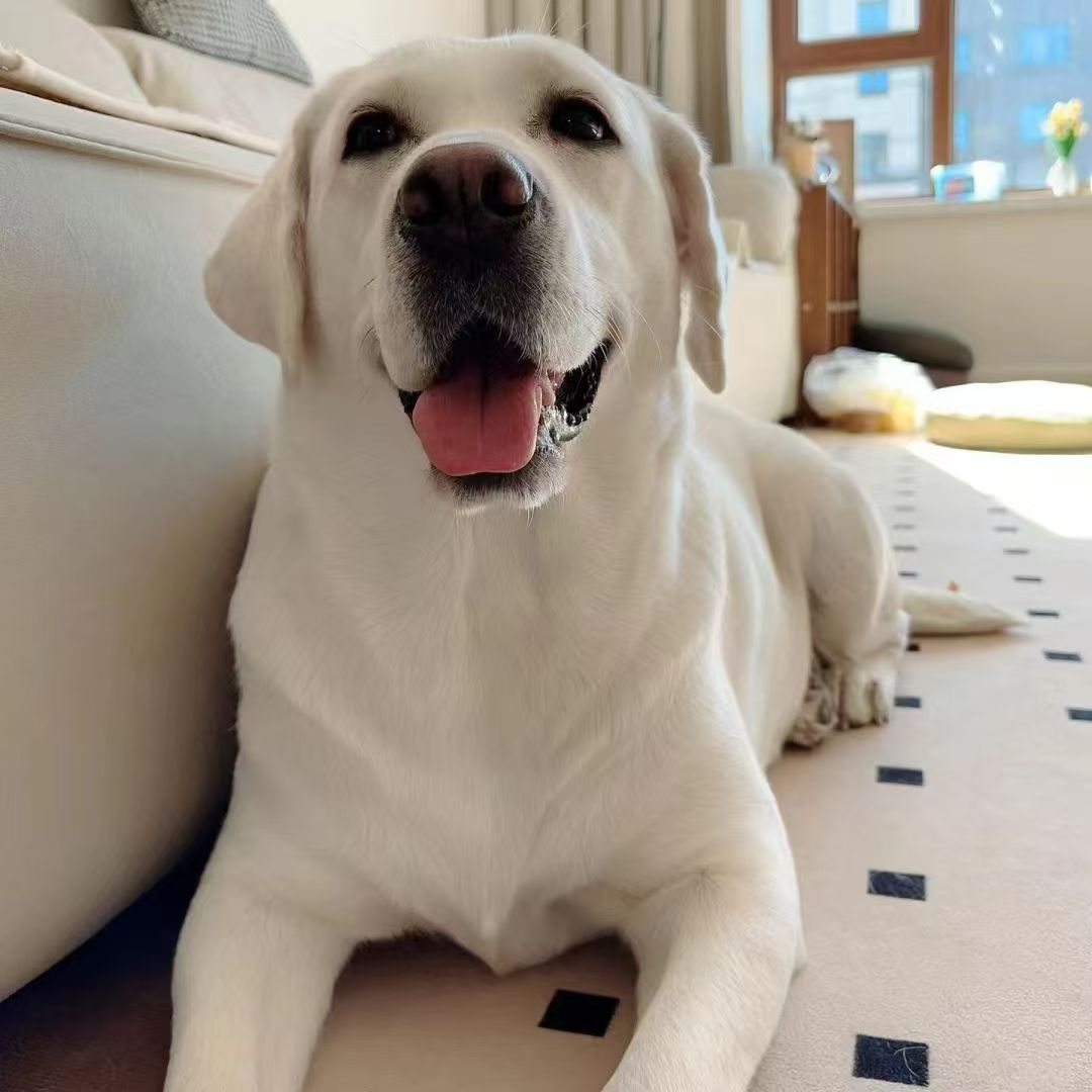 Чистокровный лабрадор, живые щенки, собаки с двойной родословной, большие собаки, домашние собаки