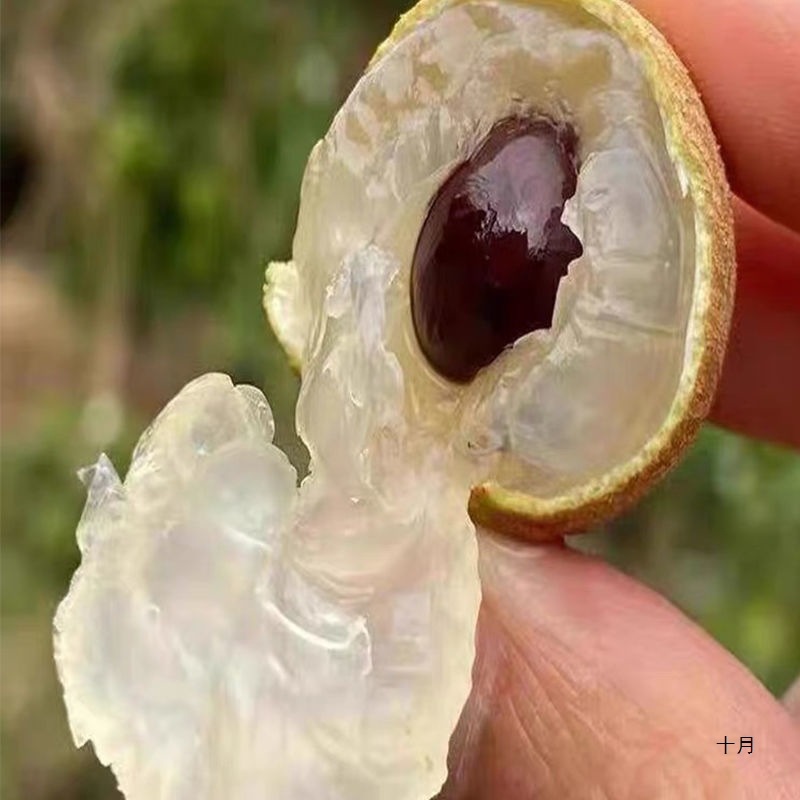 Sf Express Air-Shipped Fresh Longan from Guangdong Gaozhou Shi Xian Chu Liang Longan Super Sweet Whole Box Fruit Factory