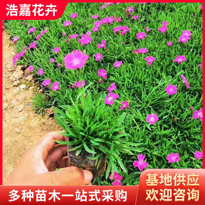 Саженцы диантуса в чашке, зеленые горшечные растения, цветущие круглый год, саженцы диантуса, декоративное цветочное море диантуса